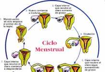 menstruacion