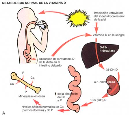 VitaminD