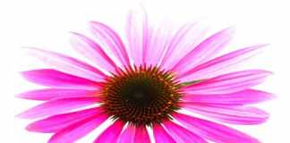 echinacea