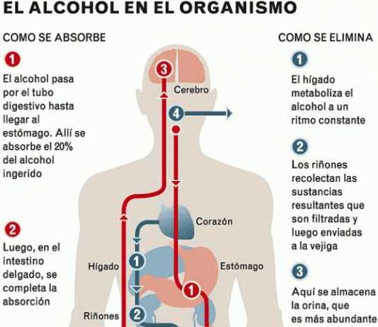 alcohol-organismo